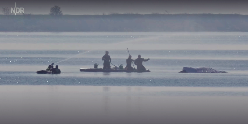 Der Wal "Timmy / Hope" ist in aller Herzen