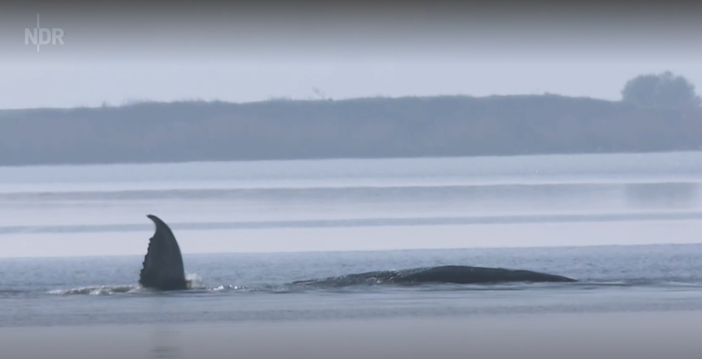 Der Wal "Timmy / Hope" ist in aller Herzen