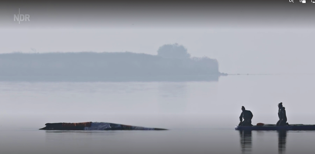 Der Wal "Timmy / Hope" ist in aller Herzen