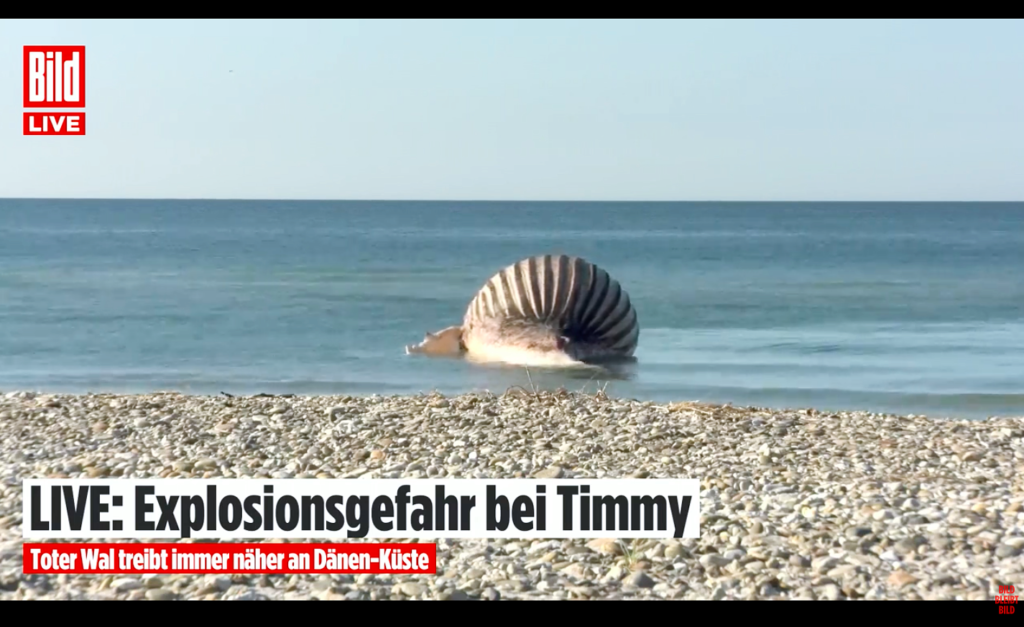 Timmy, der Wal