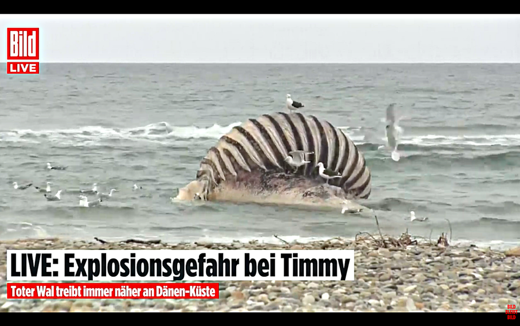 Timmy, der Wal