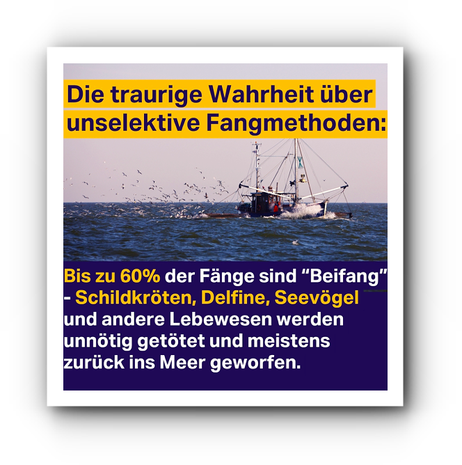 Timmy, der Wal